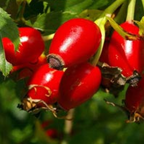 rosehip oil exporter countries